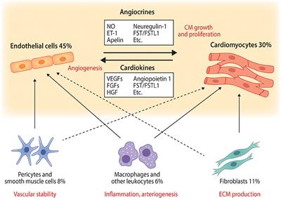 Cardiomyocyte—Endothelial Cell Interactions in Cardiac Remodeling and Regeneration